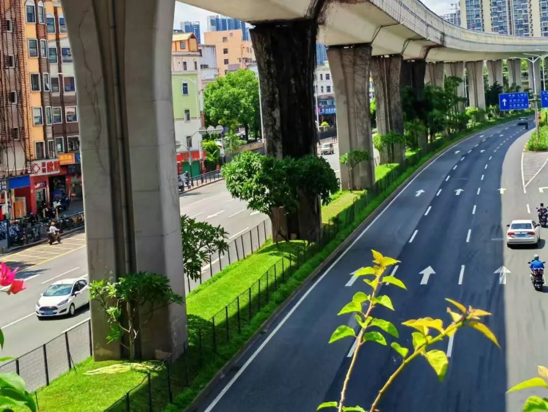 綠美布吉 共建共創丨城市管家鋪就深圳龍崗大道 “綠美”底色